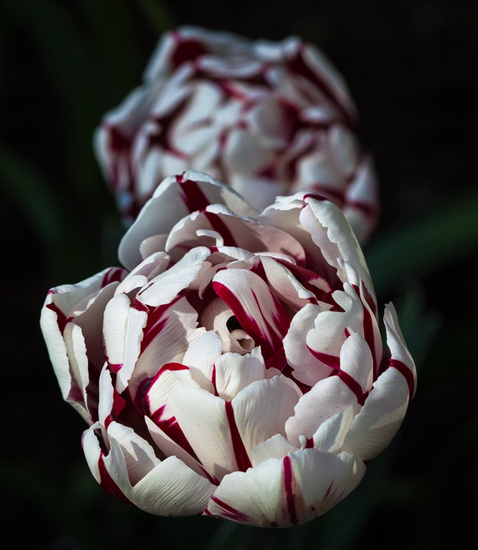 Tulpan 'Carneval de Nice'