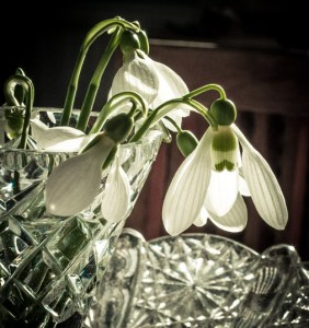 snödroppar, lök, bukett