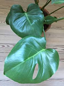 monstera1