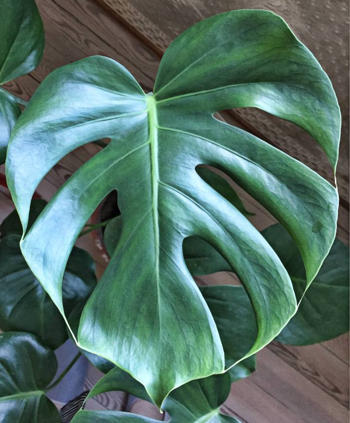 monstera2